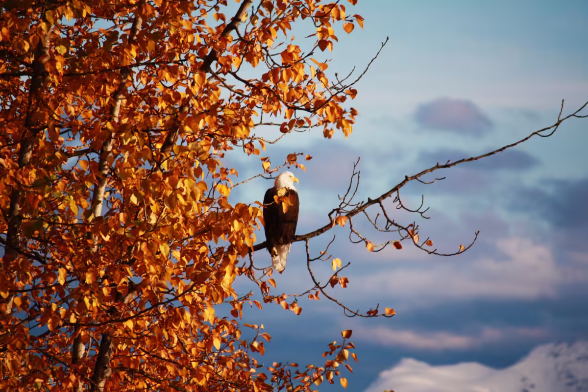 Bald Eagle perched in a tree photographed by James Bailey in South Africa