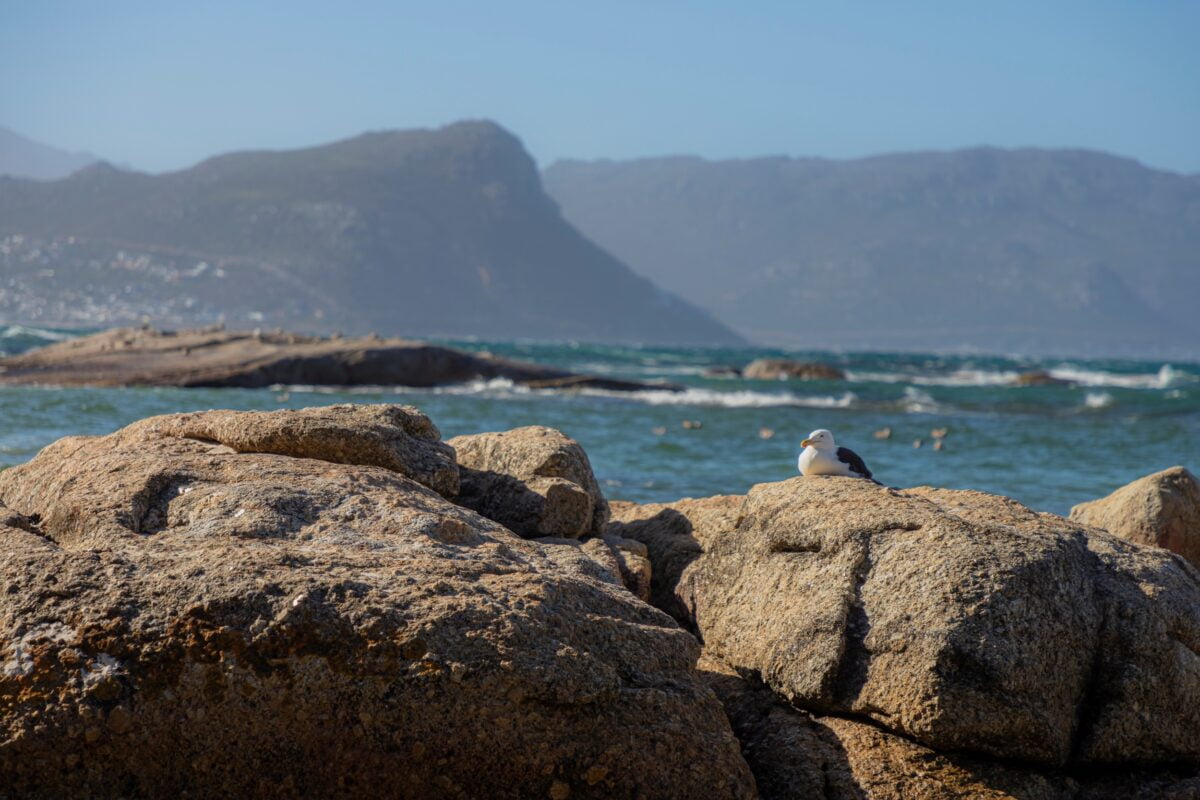 A seagull as pictured by James Bailey in South Africa