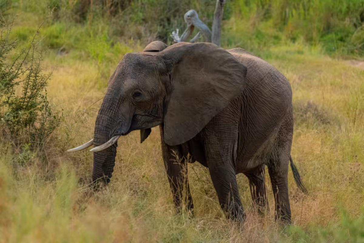 An Elephant in South Africa photographed by James Bailey